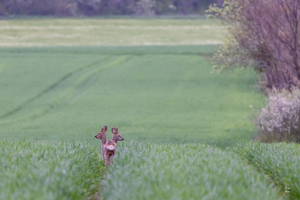 Chevreuil d'Europe (Capreolus capreolus) Roe deer-765.jpg