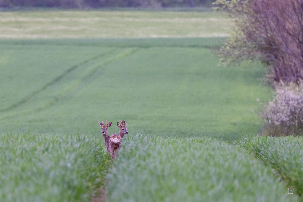 Chevreuil d'Europe (Capreolus capreolus) Roe deer-766.jpg