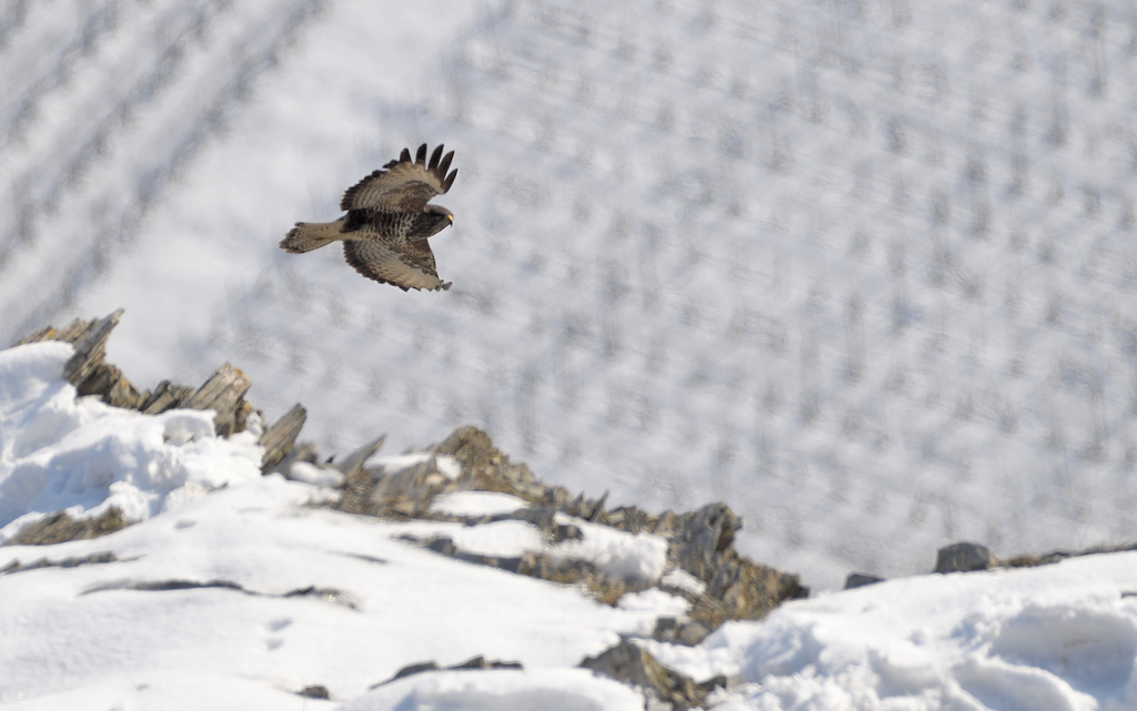 DS5_6876.jpg
