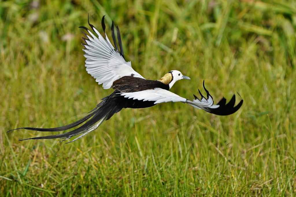 106-Jacana à longue queue - Tissa.JPG