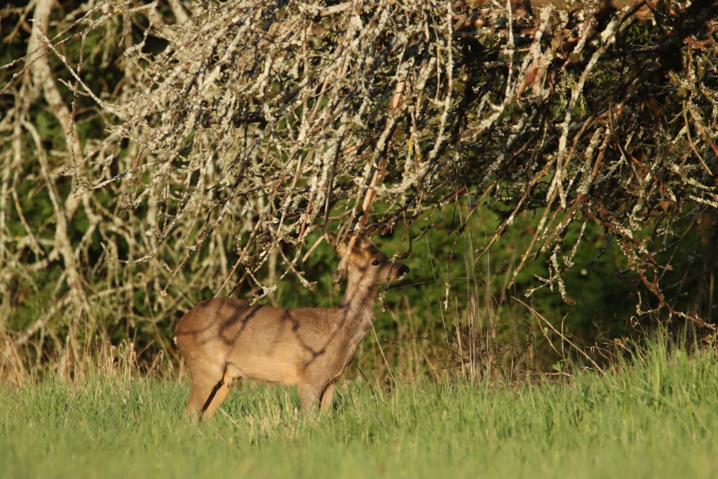 IMG_2420dup.JPG