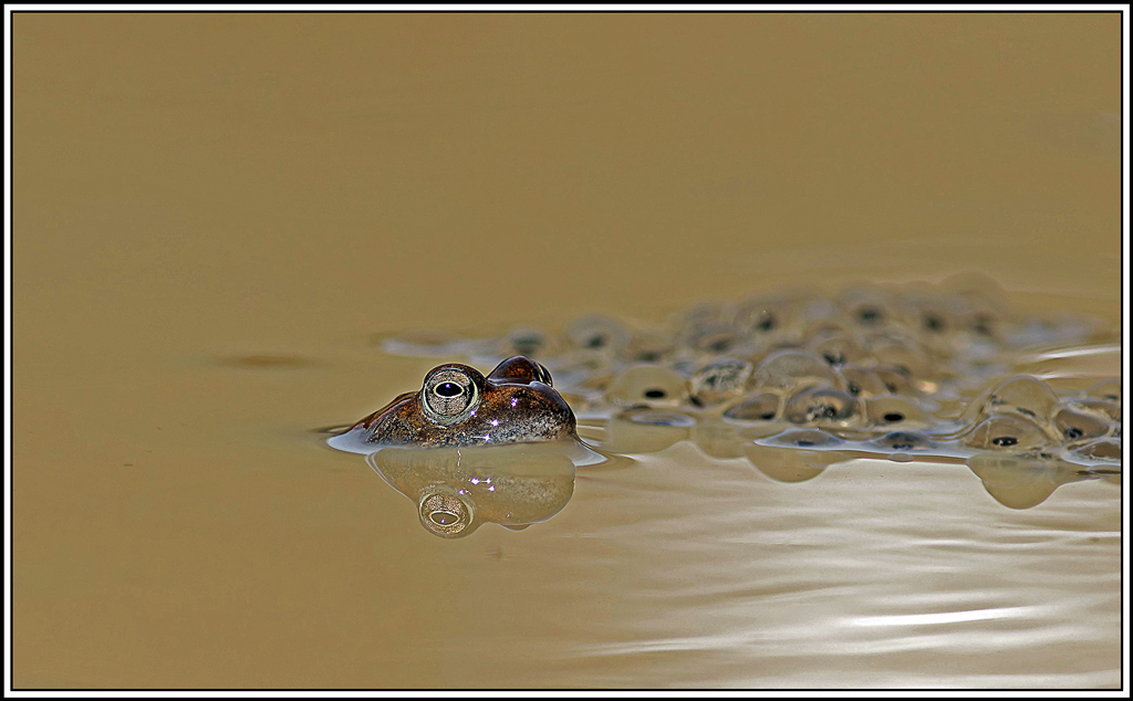 Grenouille_rousse(Rana_temporaria)(2).jpg