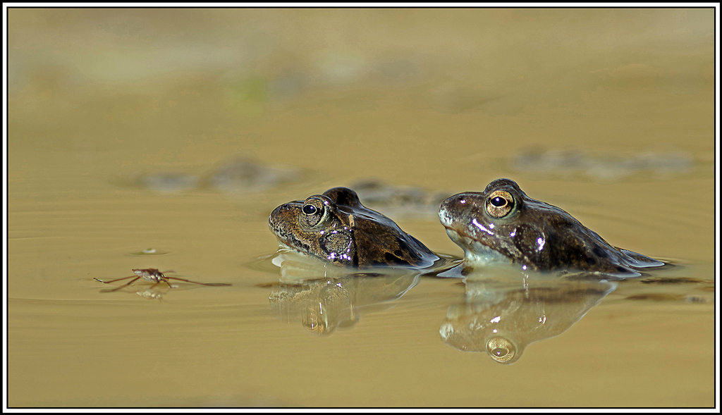 Grenouille_rousse(Rana_temporaria)(10).jpg