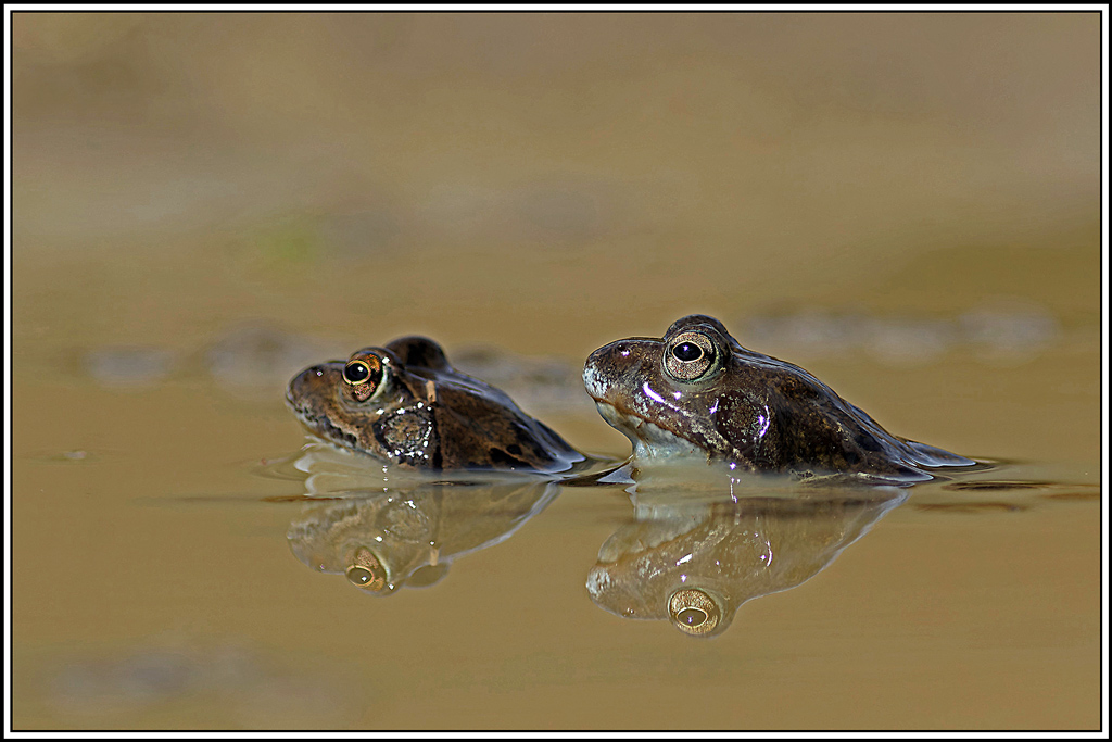 Grenouille_rousse(Rana_temporaria)(11).jpg