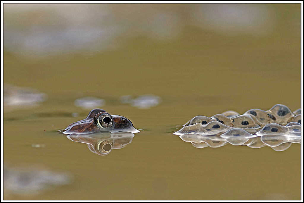 Grenouille_rousse(Rana_temporaria)(17).jpg