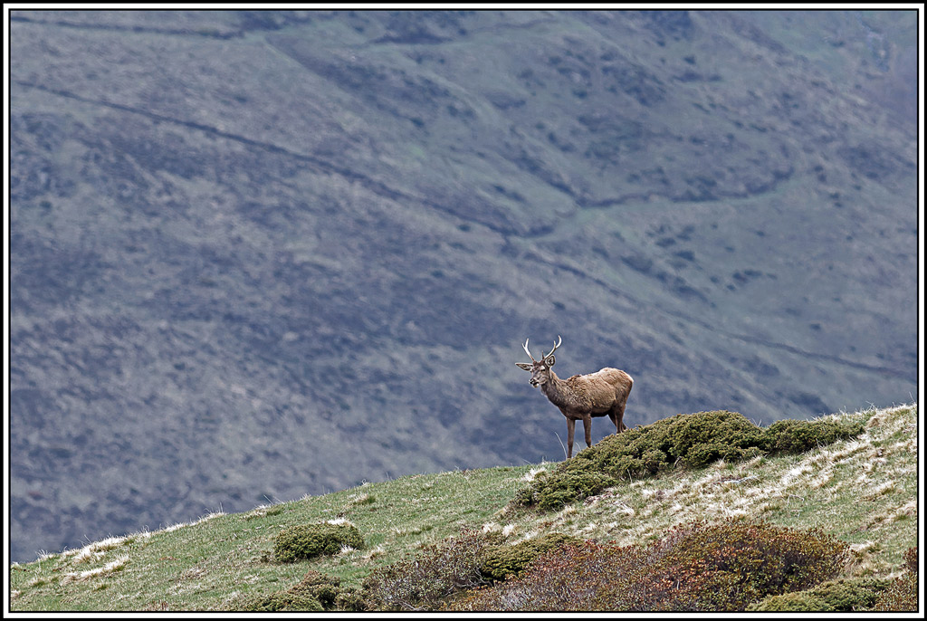 cerf(4771).jpg