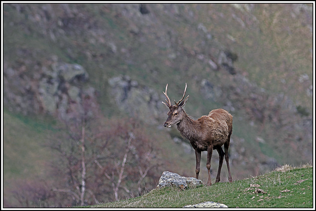 cerf(4947).jpg