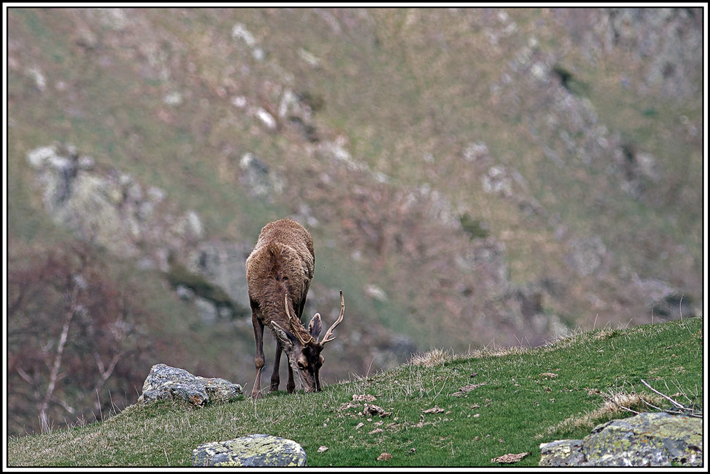 cerf(4941).jpg
