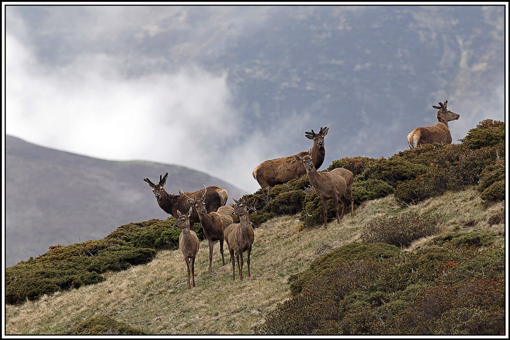 cerf(4825).jpg
