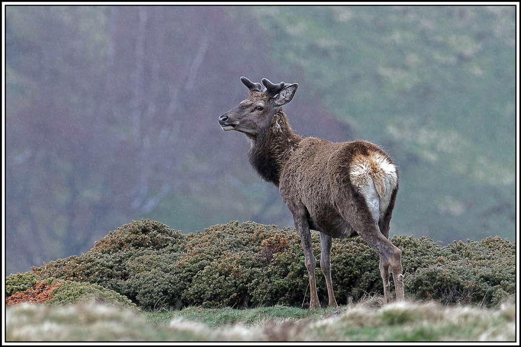 cerf(4842).jpg