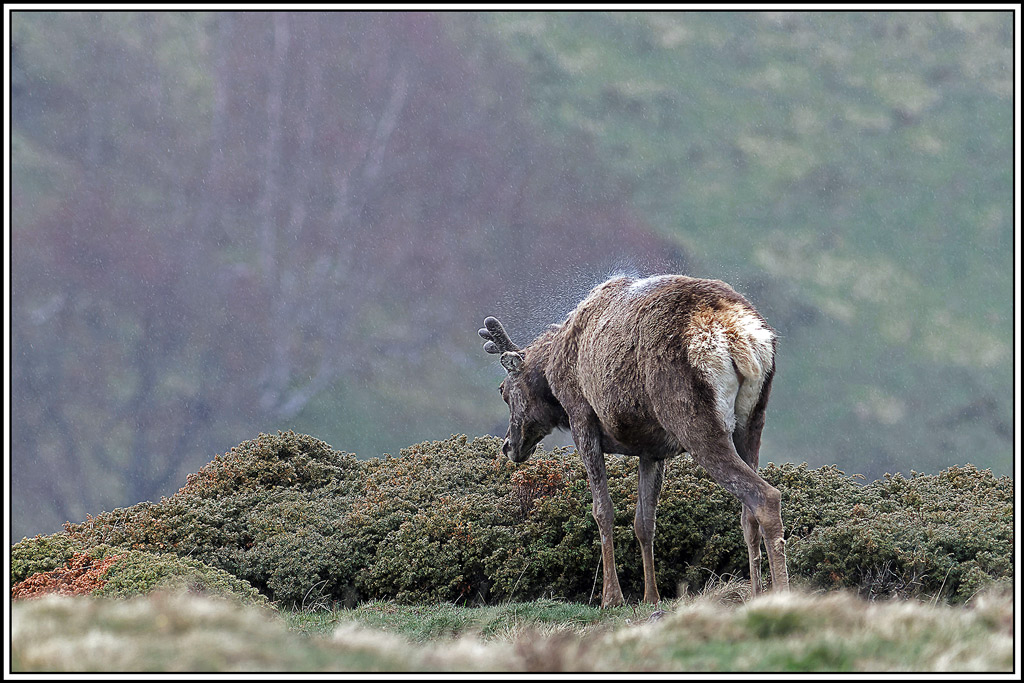 cerf(4837).jpg