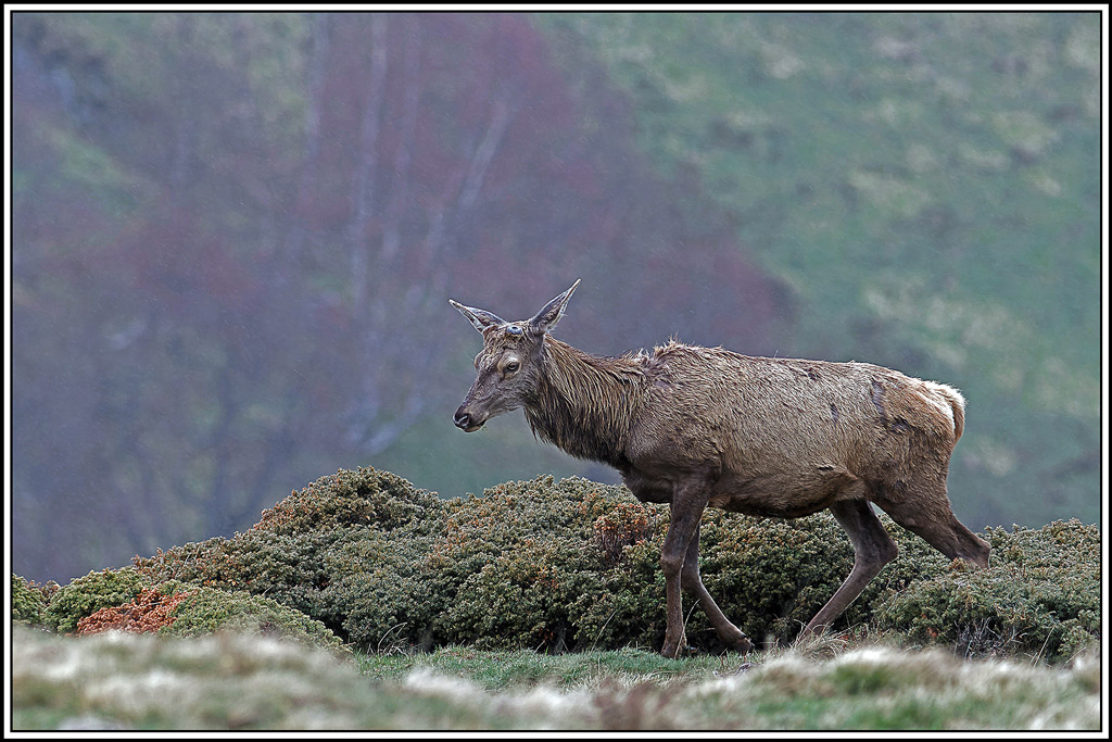 cerf(4867).jpg