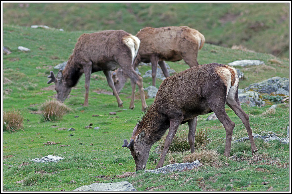 cerf(4896).jpg