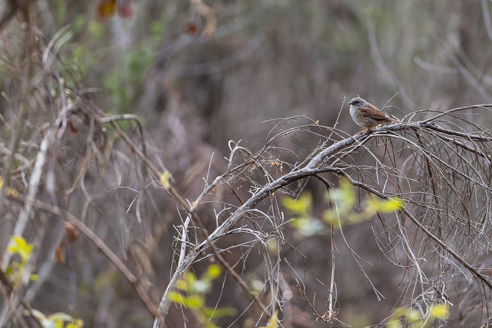 IMG_4018-CR2_DxO_DeepPRIME.jpg