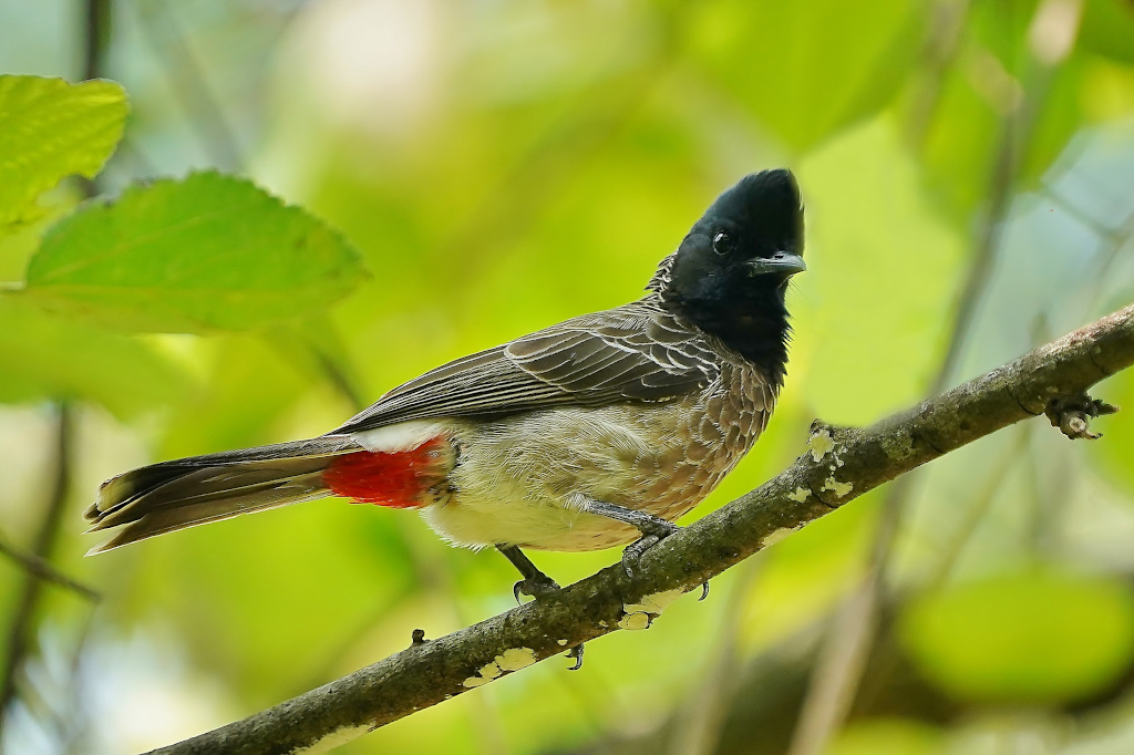 126-Bulbul à ventre rouge - Unawatuna.JPG