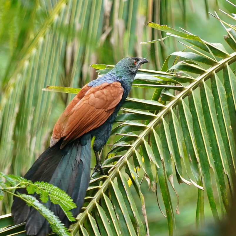 127-Grand coucal - Unawatuna.JPG