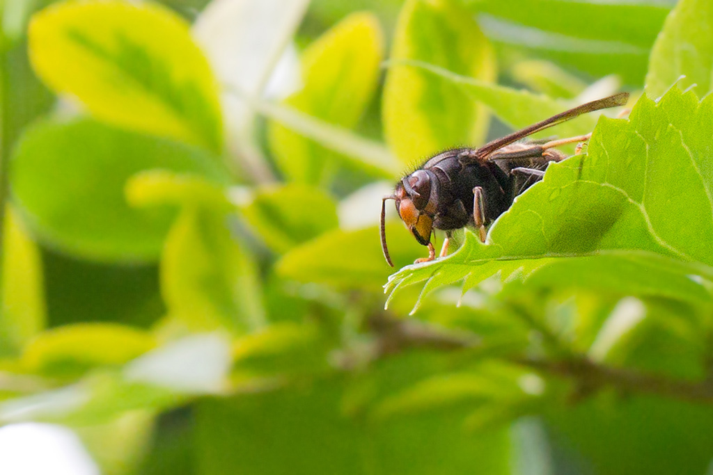 frelon asiatique.jpg