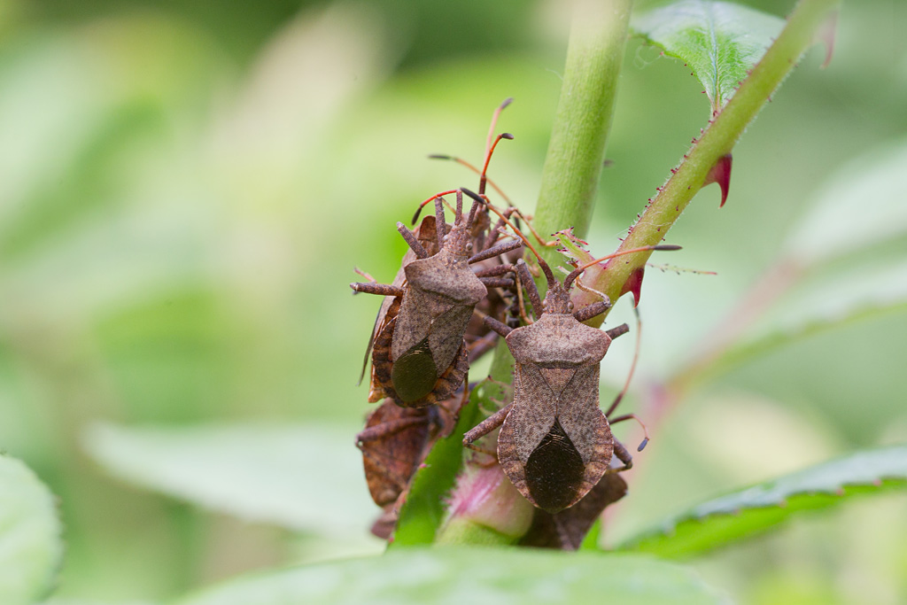 Coreus marginatus - Punaise brune, syromaste marginé.jpg