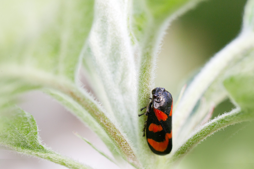 Cercope sanguin - Cercopis vulnerata.jpg