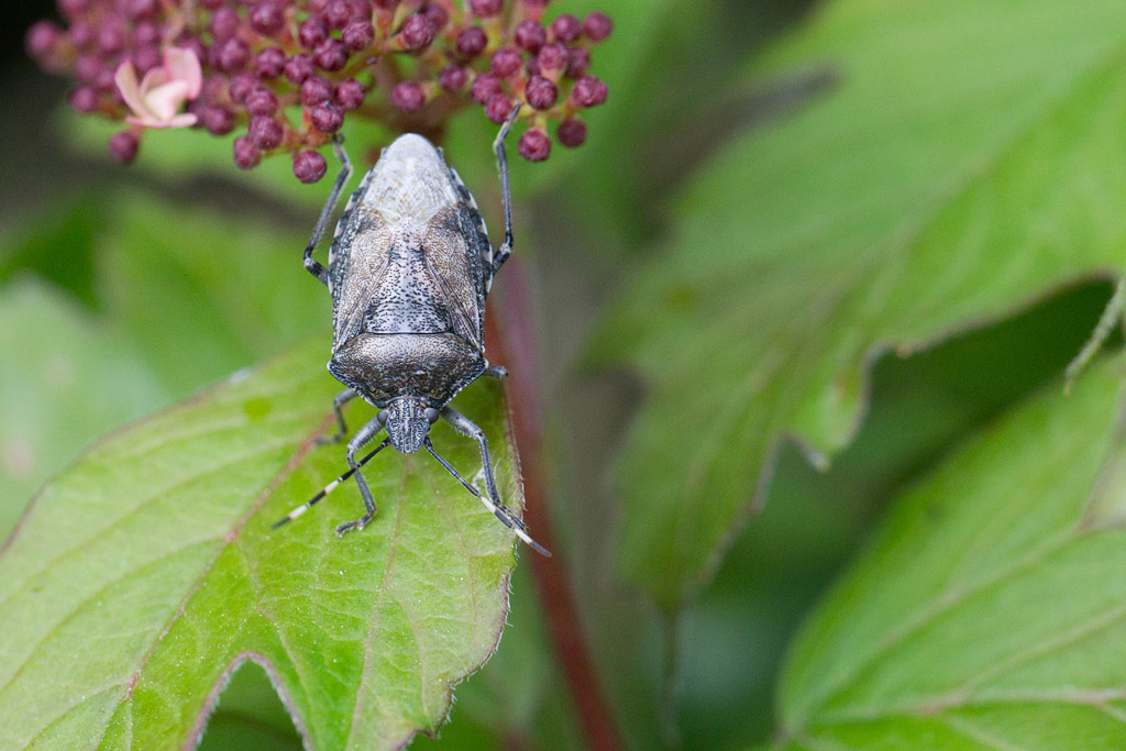 Rhaphigaster nebulosa, la punaise nébuleuse 2.jpg