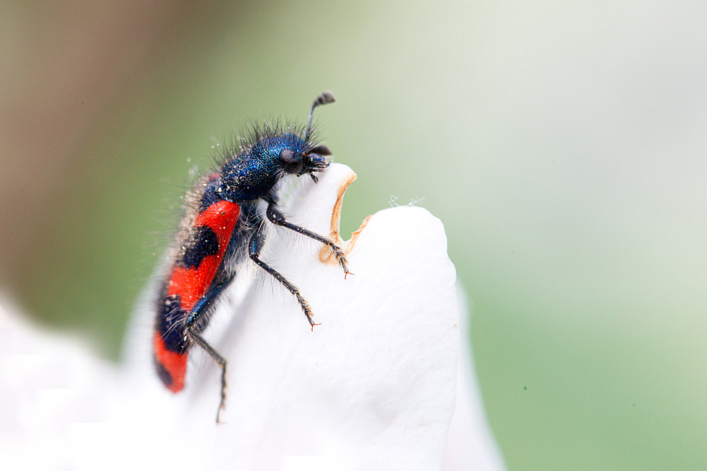 Trichodes alvearius - clairon des ruches.jpg