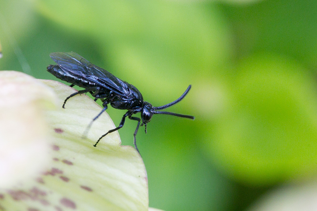 Tenthrède limace du rosier - Arge gracilicornis 1.jpg