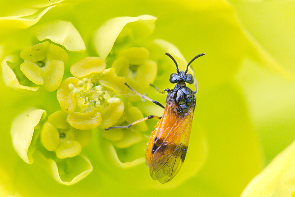 Arge cyanocrocea 1.jpg