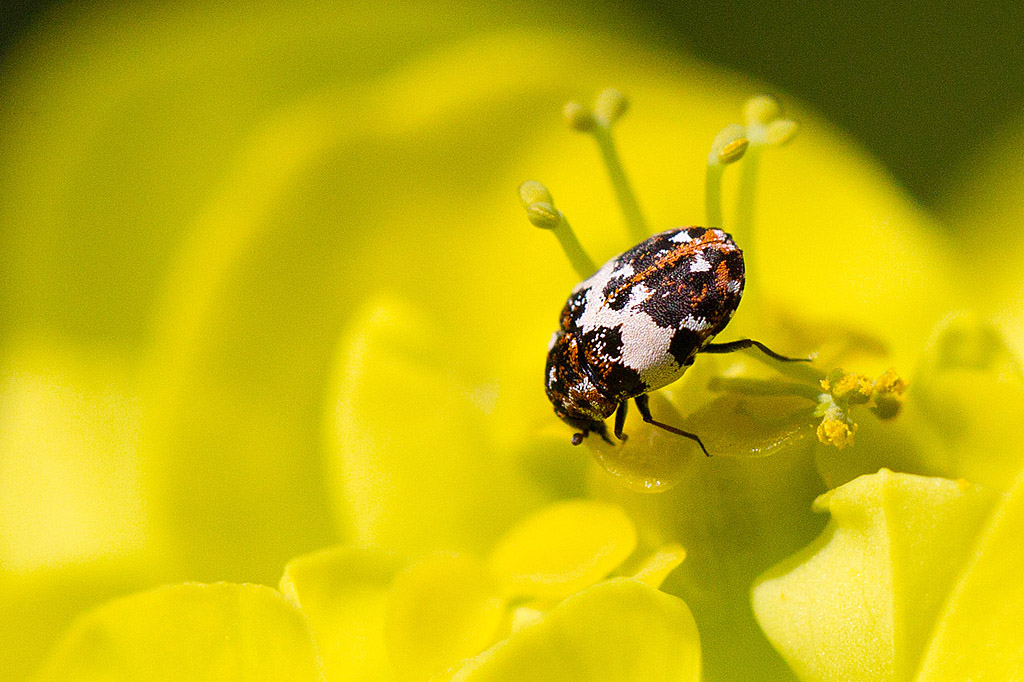 Anthrenus pimpinellae.jpg