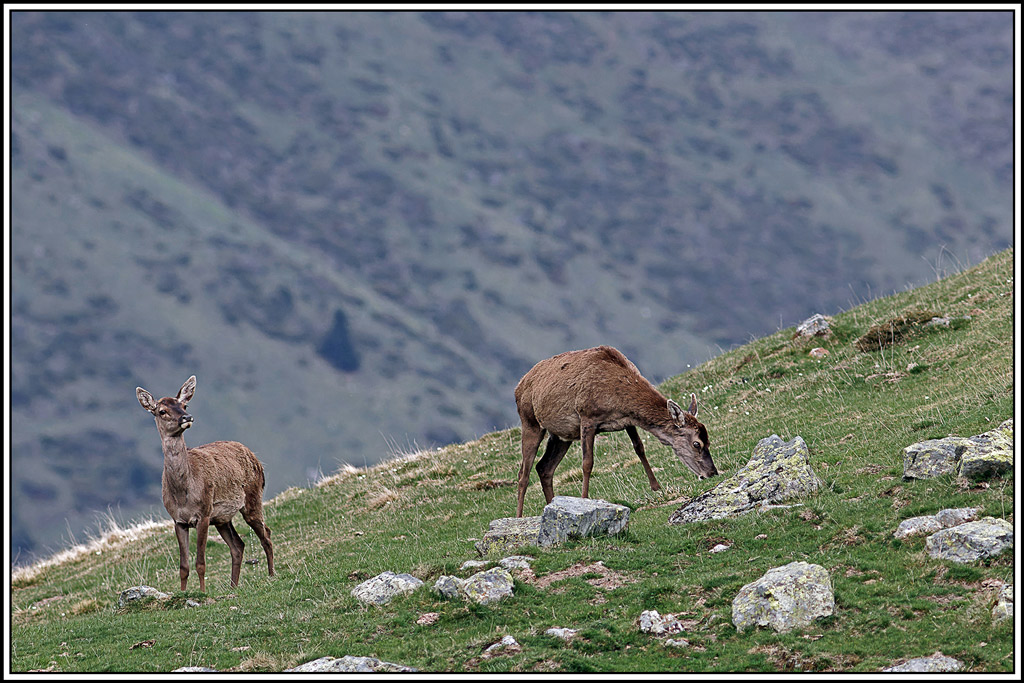 cerf(4995).jpg