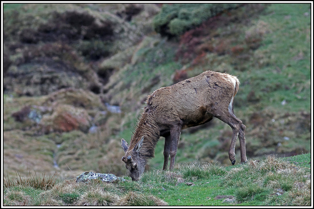 cerf(4909).jpg