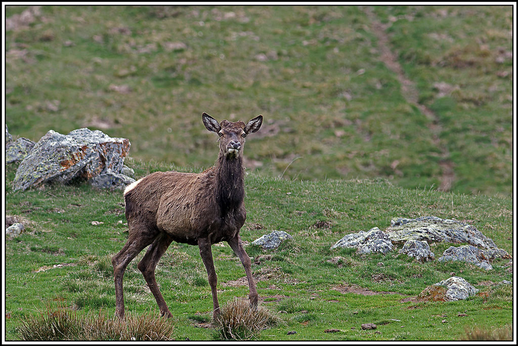 cerf(4781.jpg