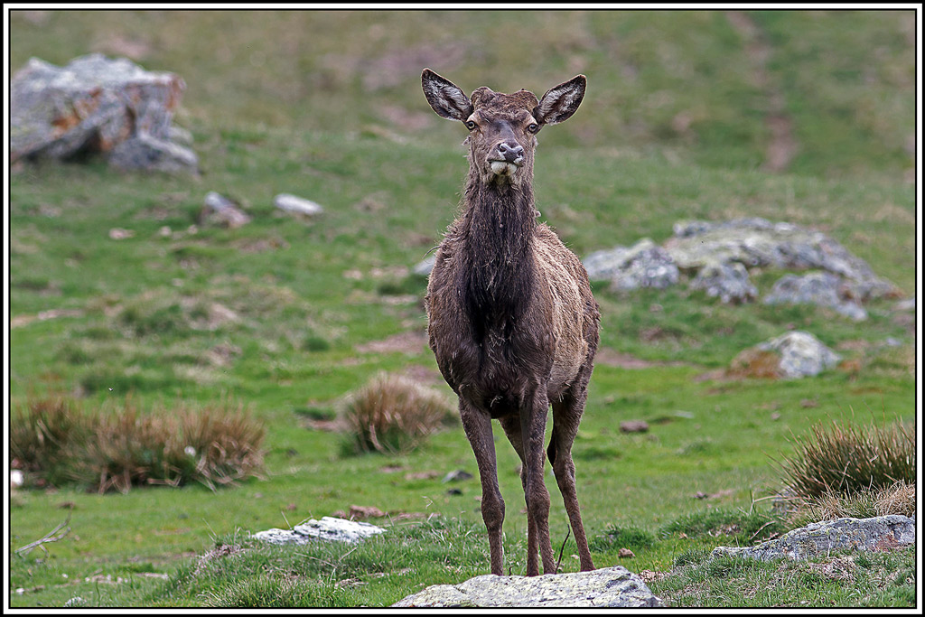 cerf(4789).jpg