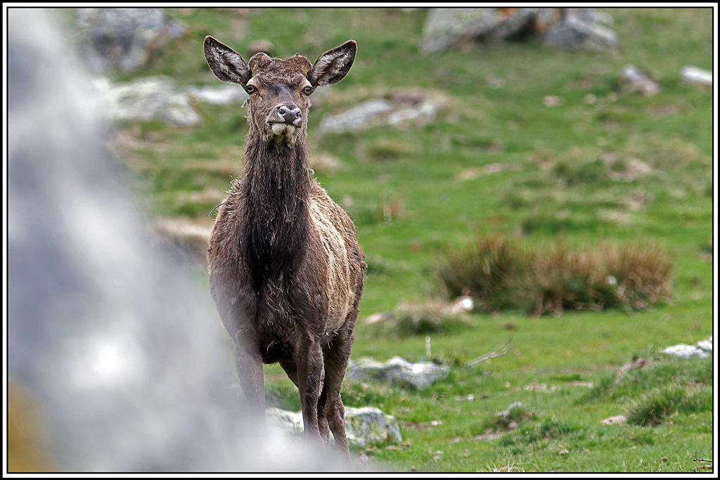 cerf(4790).jpg