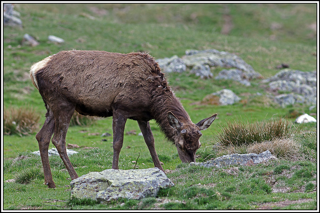 cerf(4795).jpg