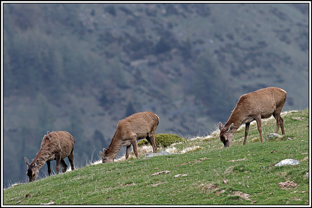 cerf(5005).jpg