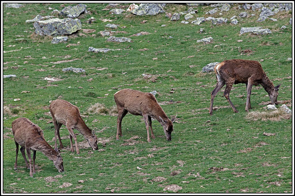 cerf(5052).jpg