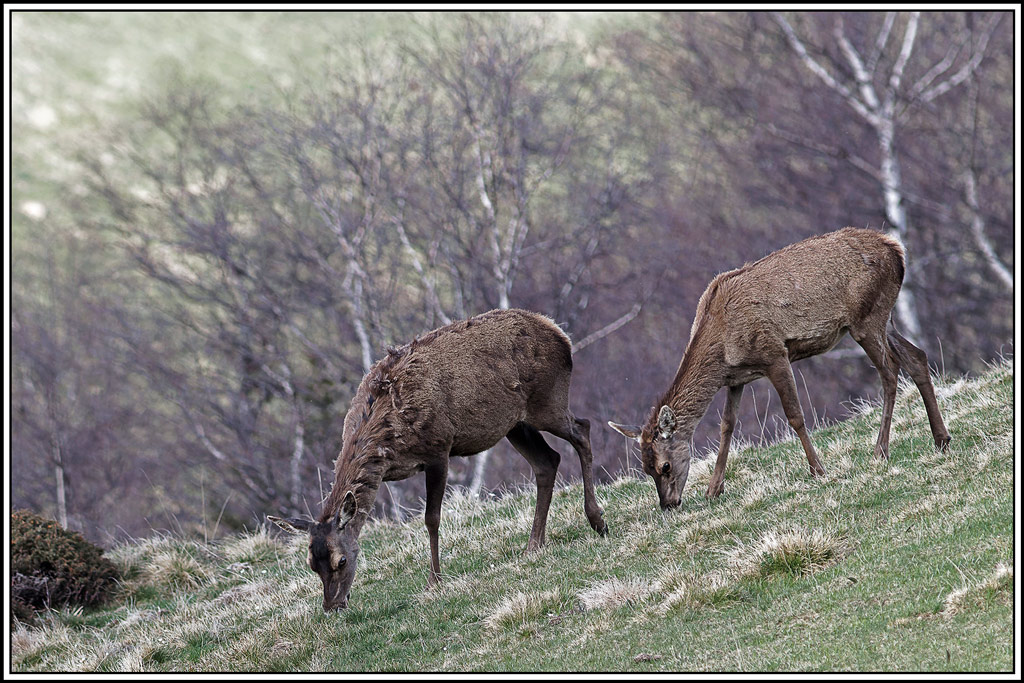 cerf(5392).jpg