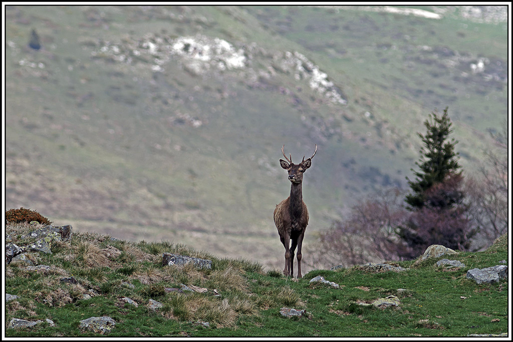 cerf(5001).jpg