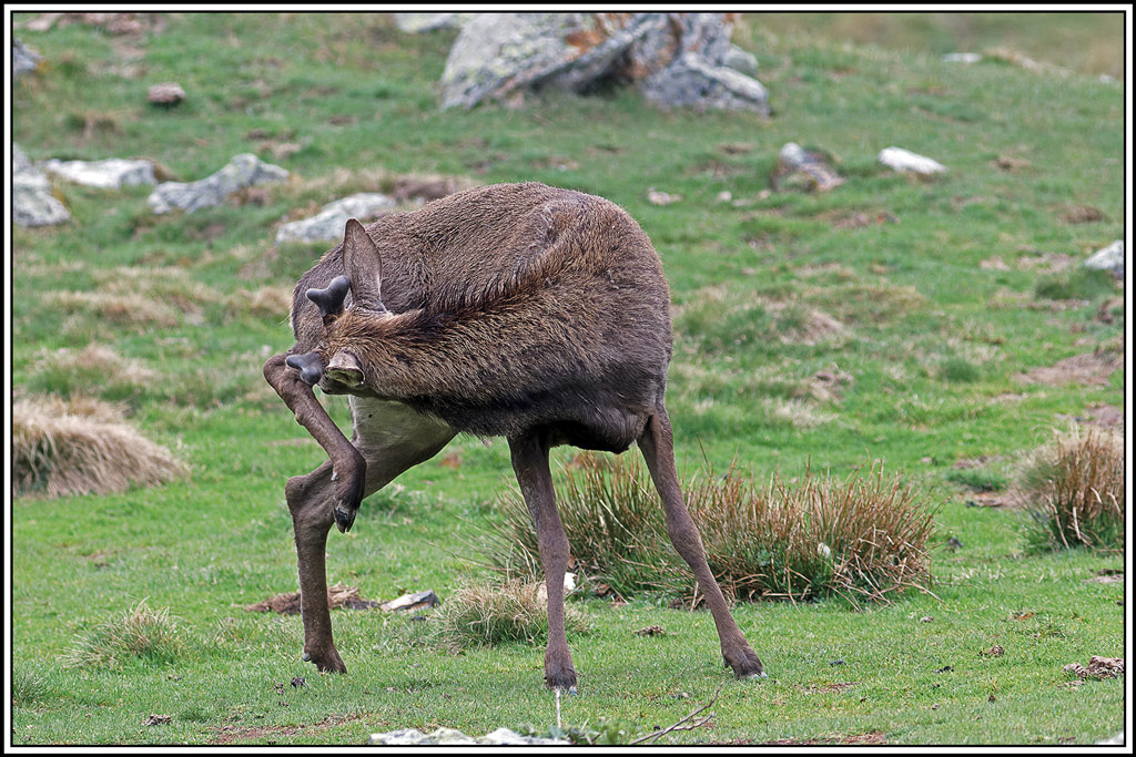 cerf(4928).jpg