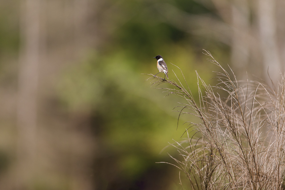 IMG_5049-Modifier.jpg