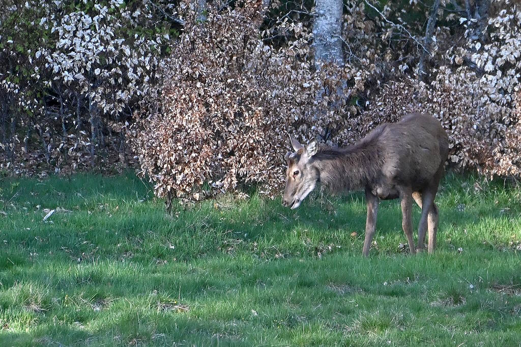 DSC_6558IN.jpg