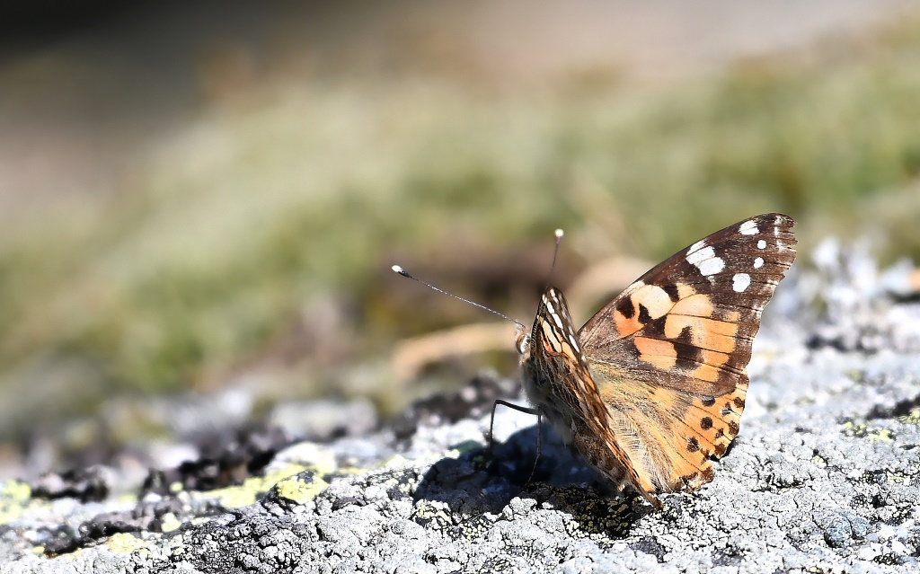 DSC_6640IN.jpg