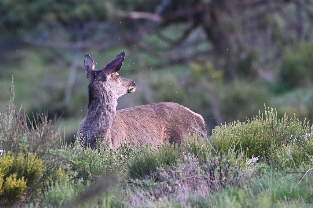 DSC_6702IN.jpg