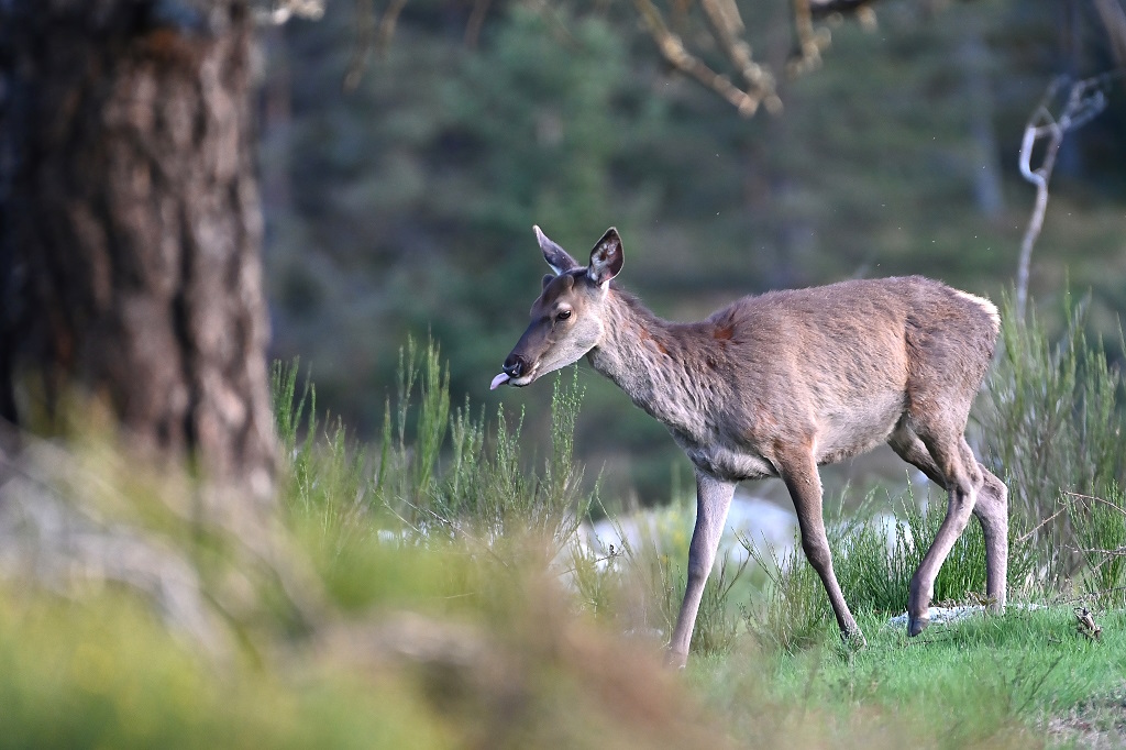 DSC_6716IN.jpg