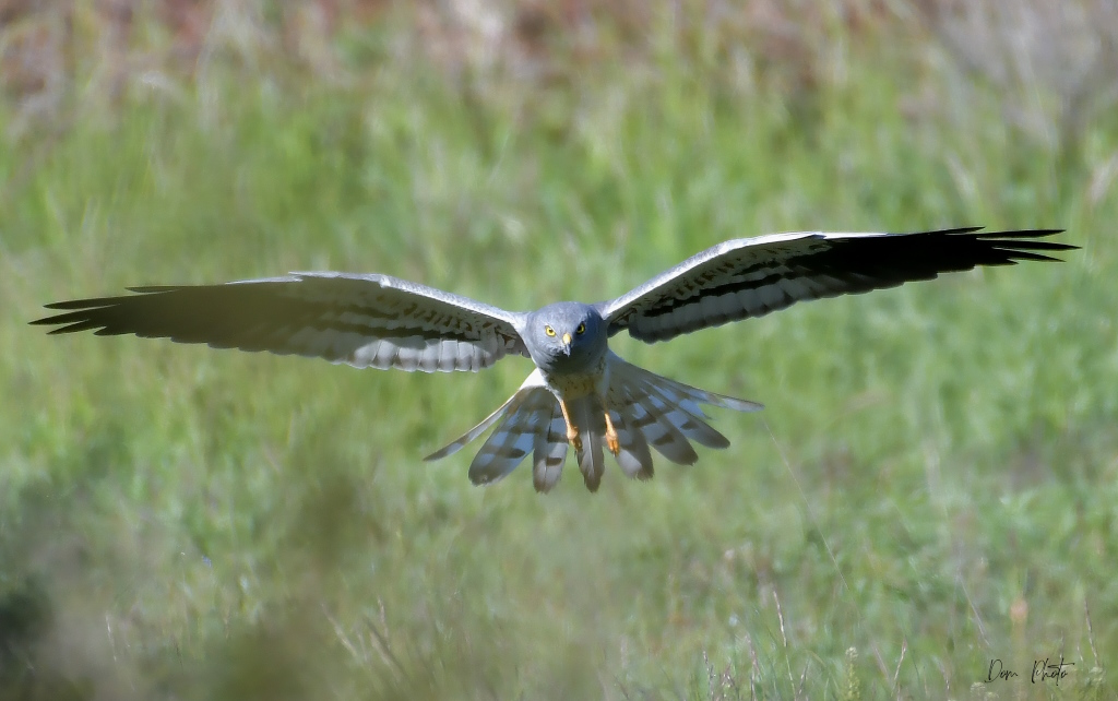 DSC_0124IN.jpg