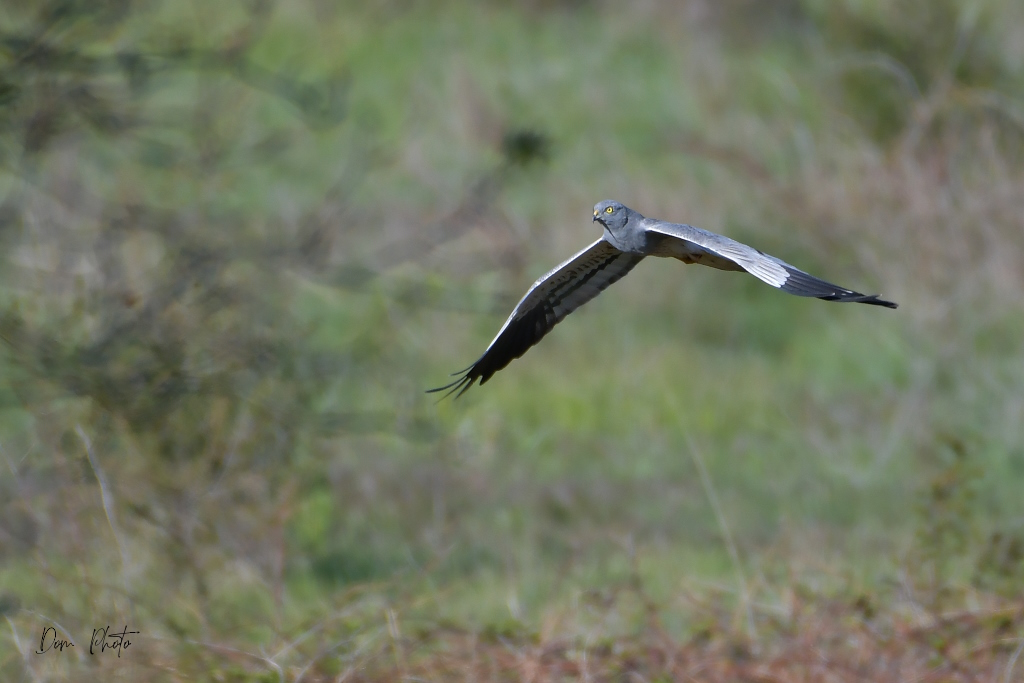 DSC_0139IN.jpg