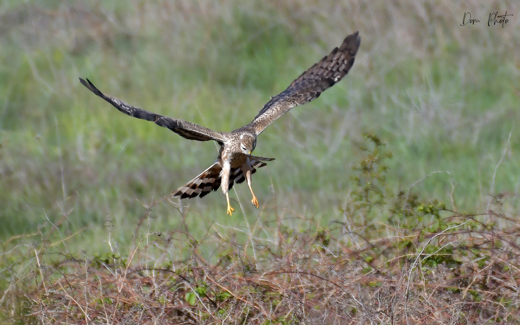 DSC_0164IN.jpg