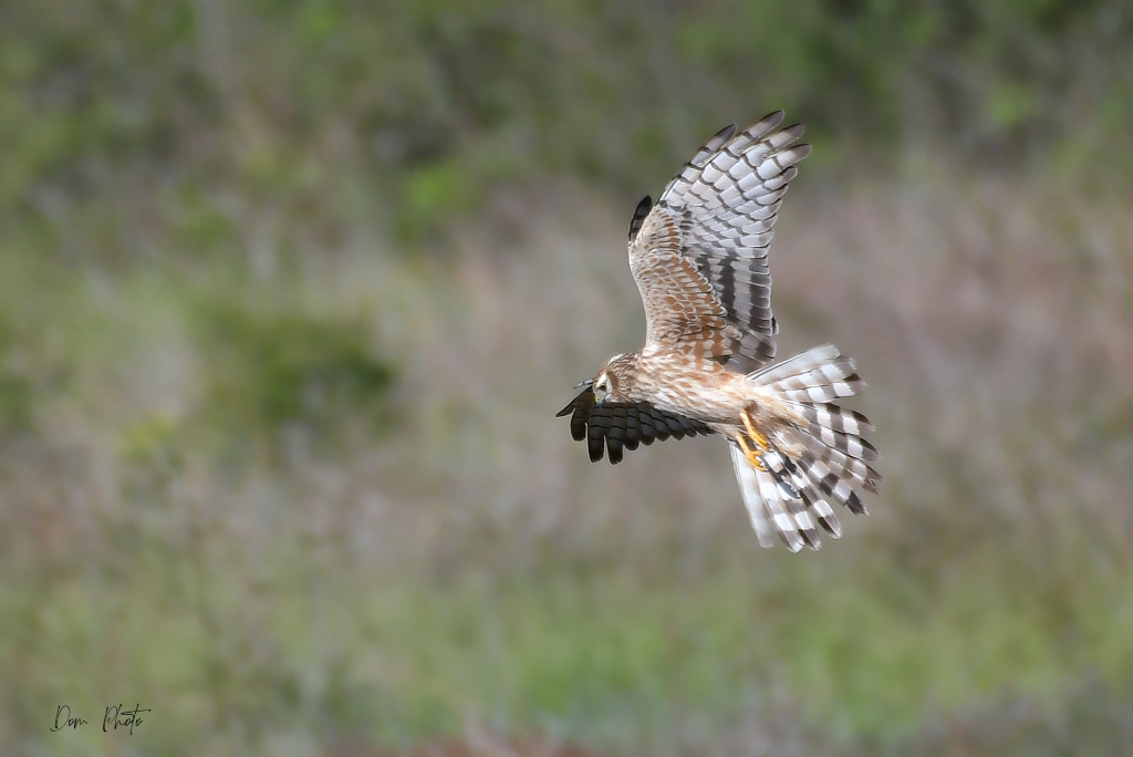 DSC_0175IN.jpg