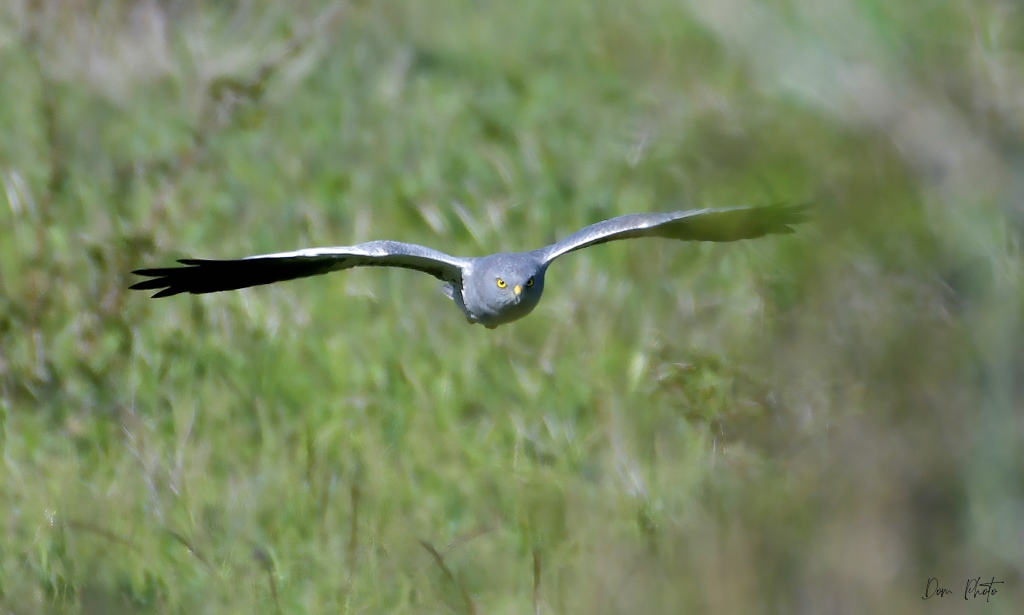 DSC_0203IN.jpg