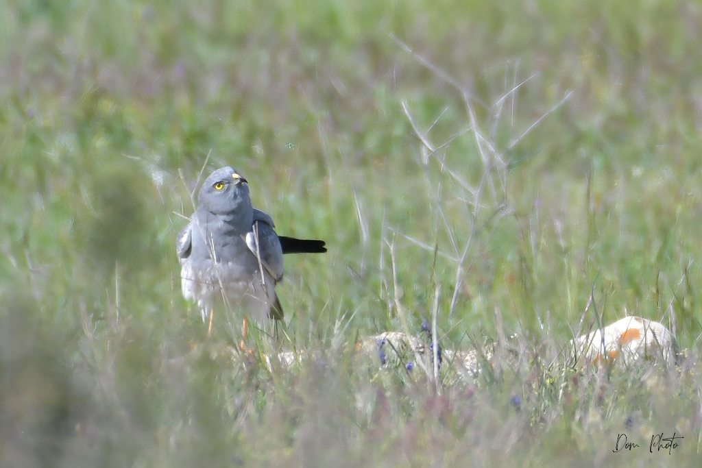 DSC_0310IN.jpg